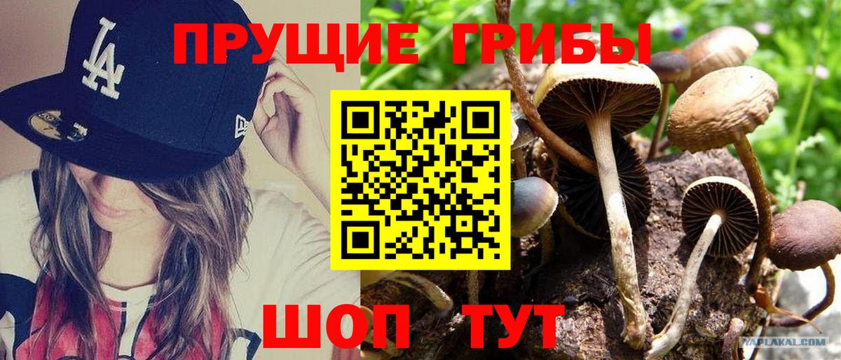 Заволжье  Псилоцибиновые грибы Psilocybe  Вход с VPN  Псилоцибиновые грибы прущие грибы 